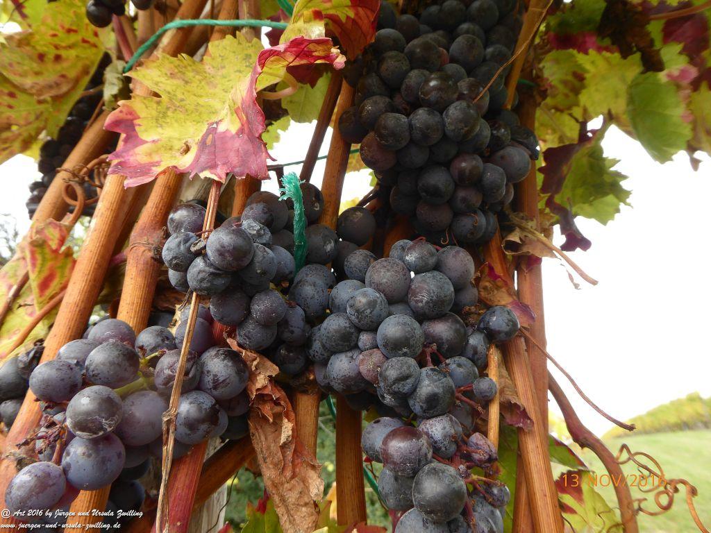 Philosophische Bildwanderung Selztal-Terroir-Route-3 - Rheinhessen