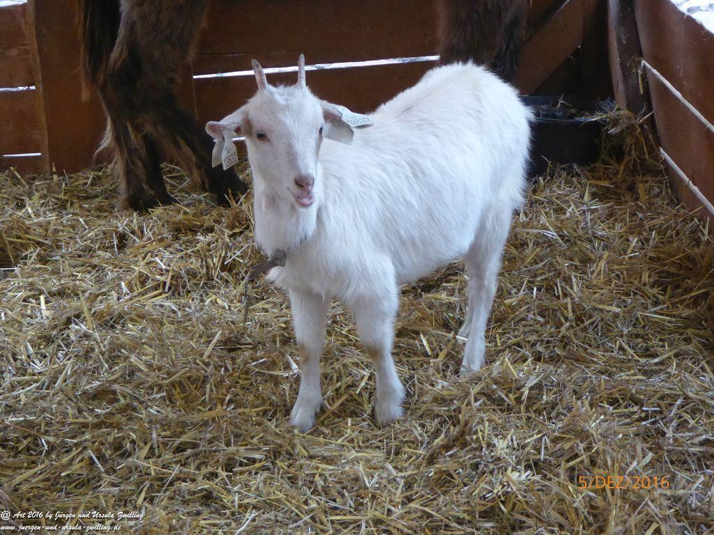 Weihnachsmärkte in Prag in Tschechien