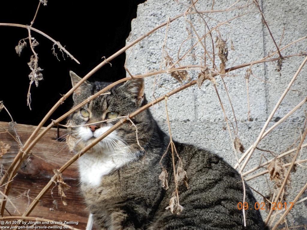 Rauth - Tannheimer Tal - Österreich