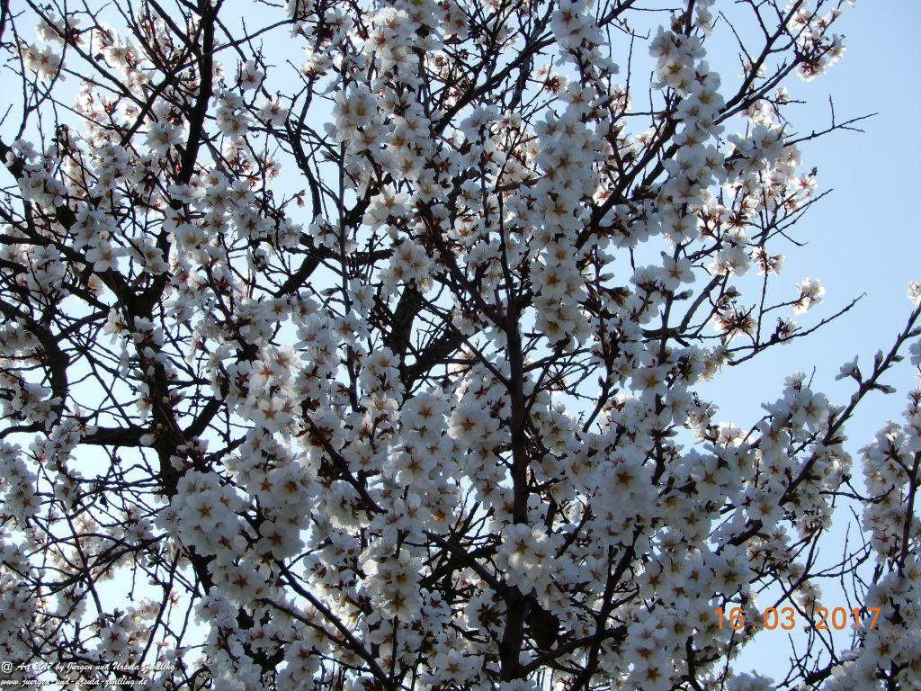Mandelblüte in der Pfalz