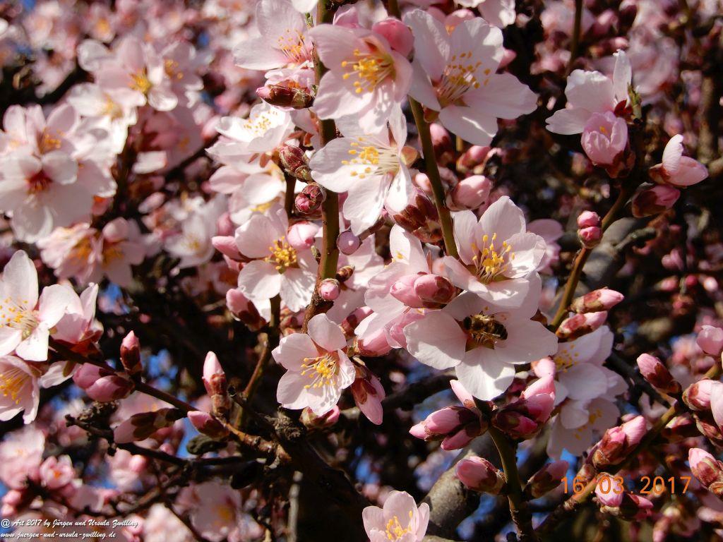 Mandelblüte in der Pfalz