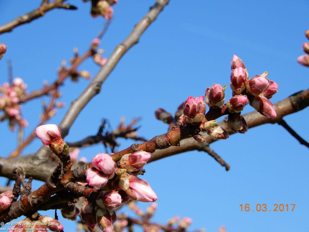 Mandelblüte in der Pfalz