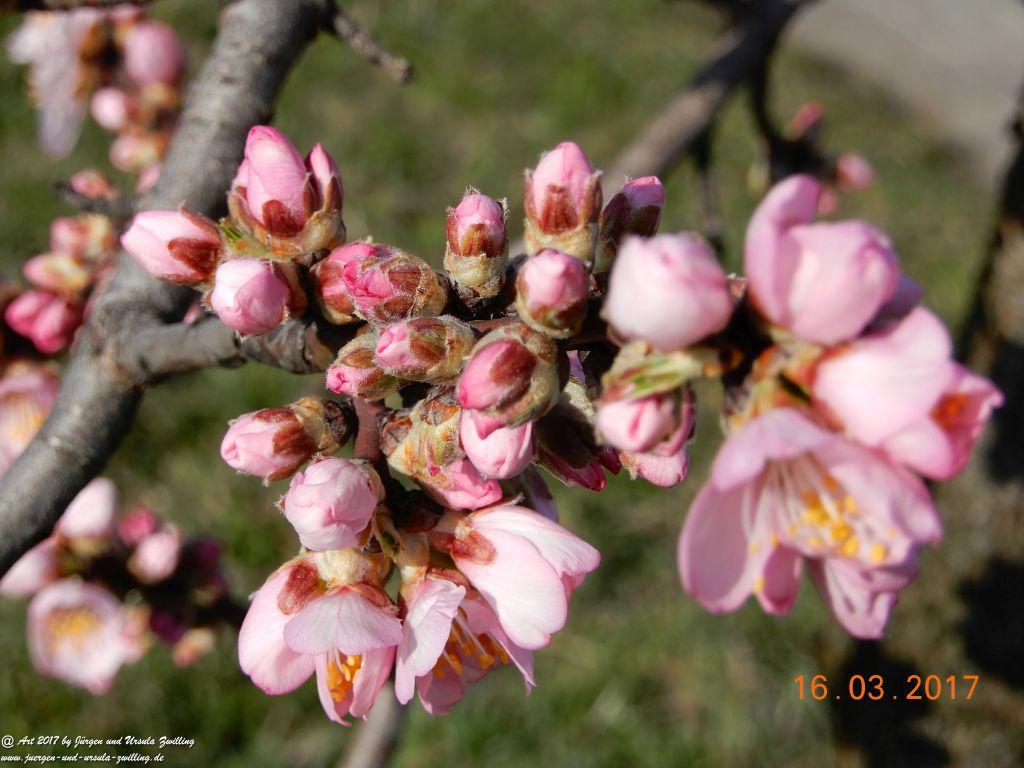 Mandelblüte in der Pfalz