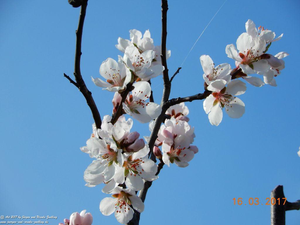 Mandelblüte in der Pfalz