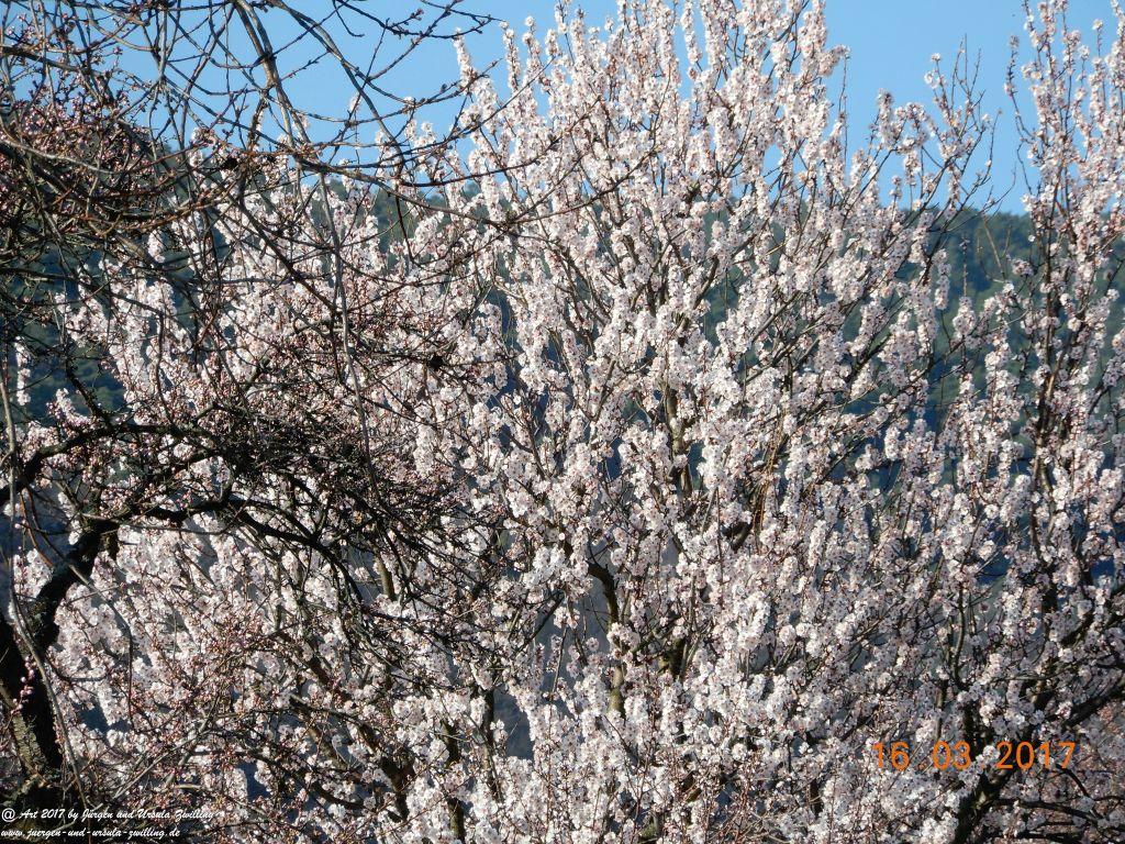 Mandelblüte in der Pfalz