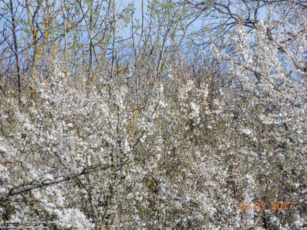 Frühlings- und Blüten-Start in Rheinhessen - Mainz Finthen