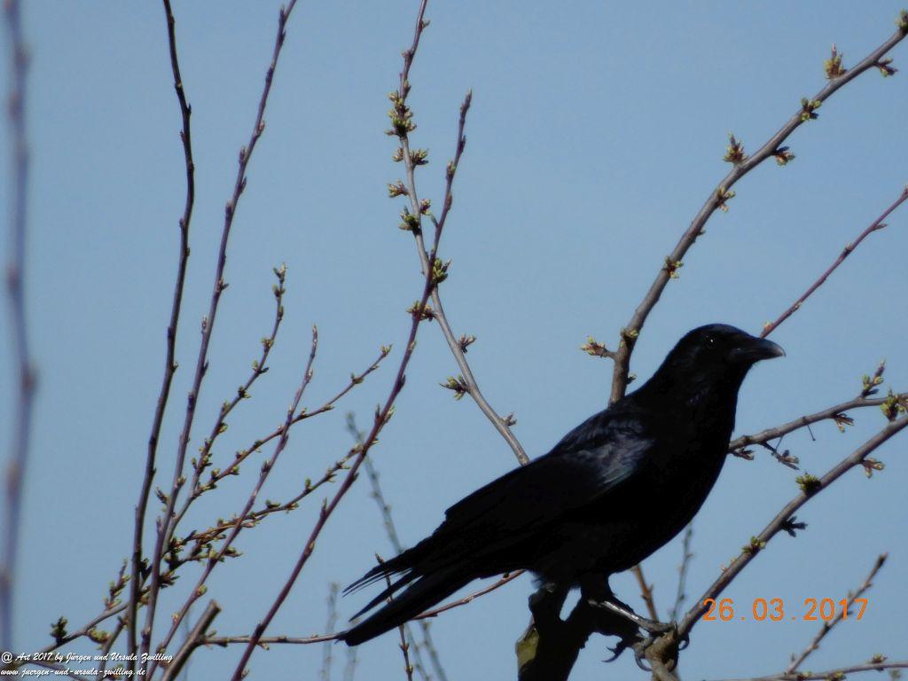 Frühlings- und Blüten-Start in Rheinhessen - Mainz Finthen