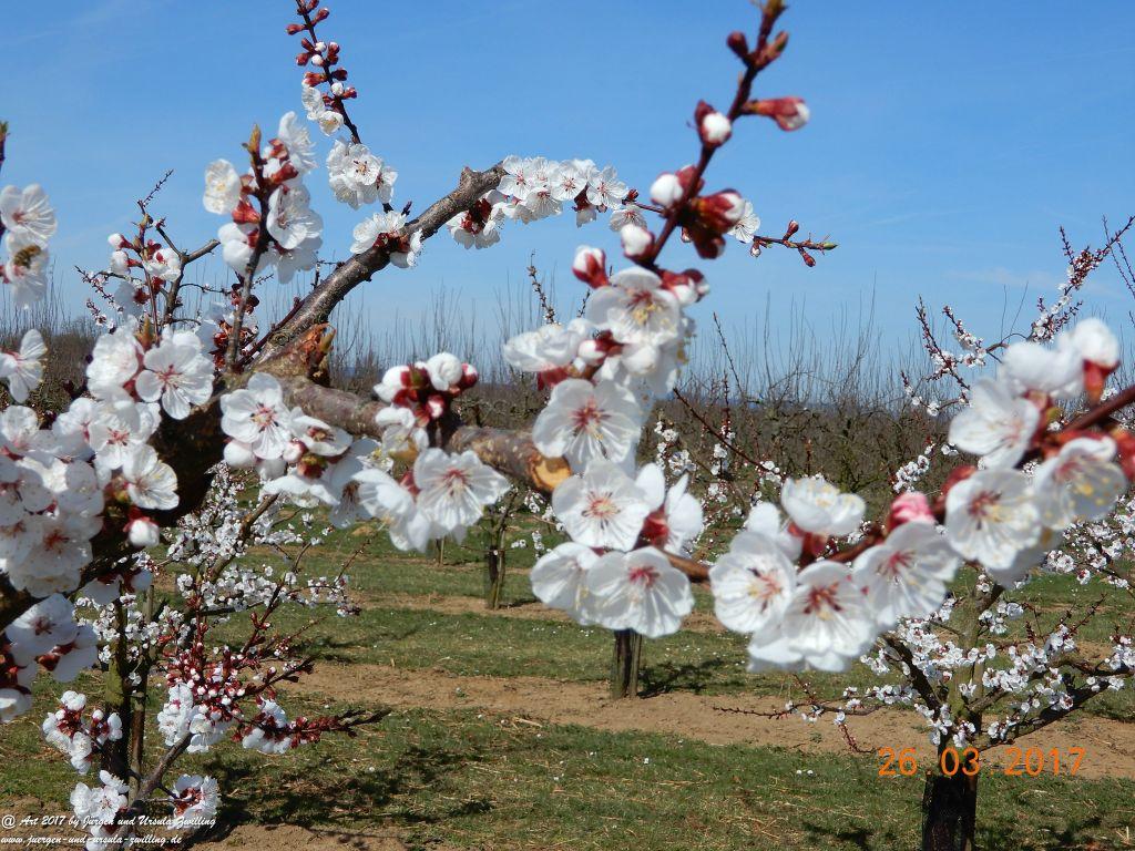 Frühlings- und Blüten-Start in Rheinhessen - Mainz Finthen