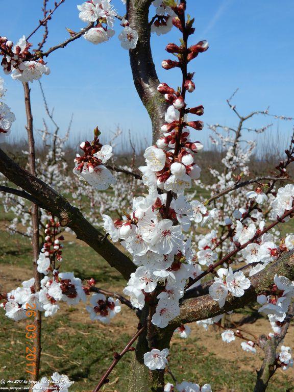 Frühlings- und Blüten-Start in Rheinhessen - Mainz Finthen