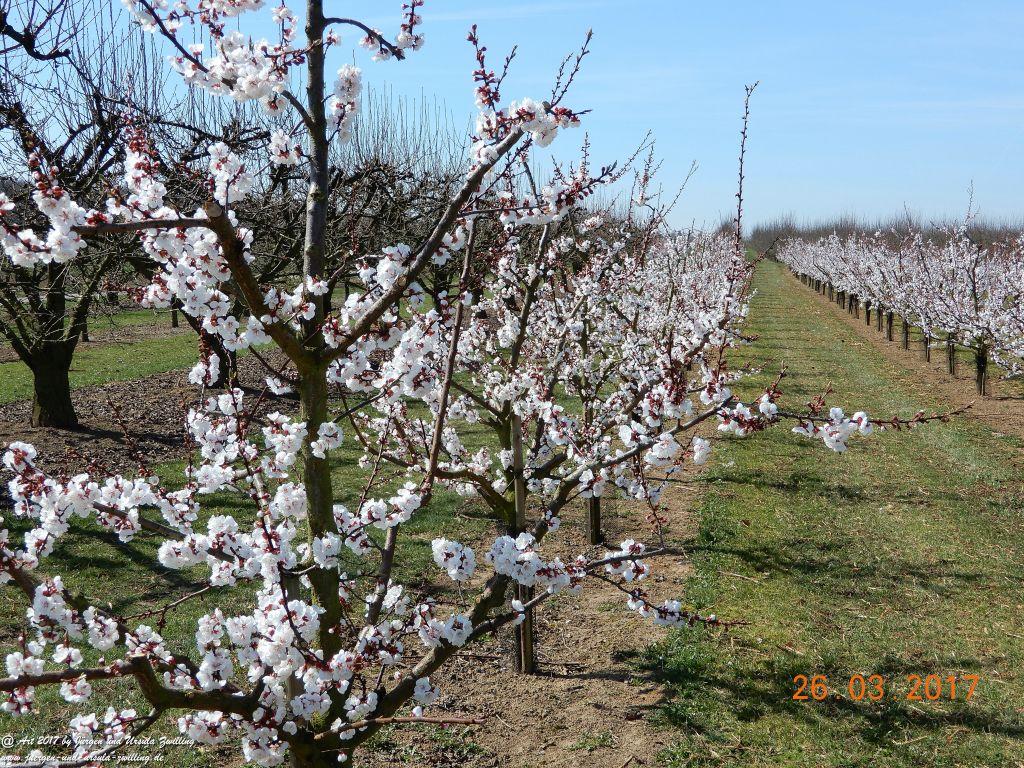 Frühlings- und Blüten-Start in Rheinhessen - Mainz Finthen