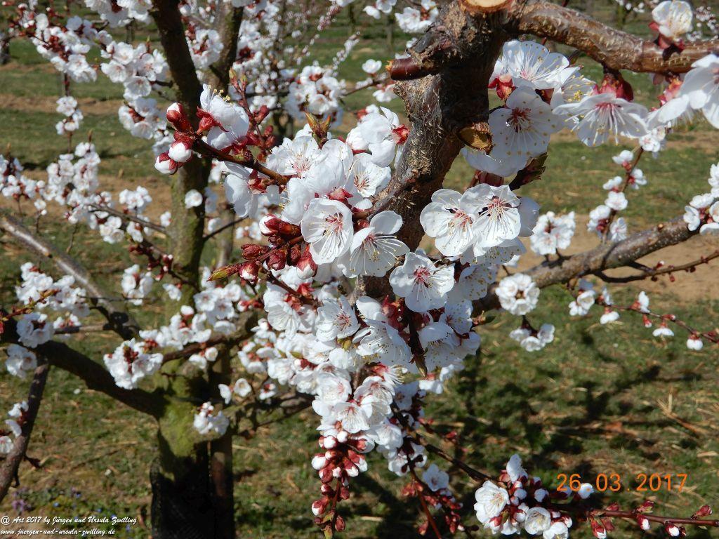 Frühlings- und Blüten-Start in Rheinhessen - Mainz Finthen