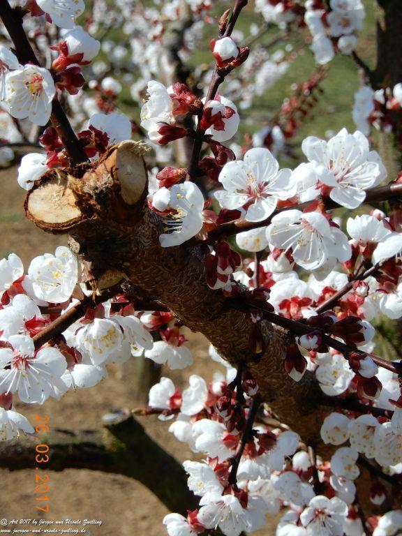 Frühlings- und Blüten-Start in Rheinhessen - Mainz Finthen