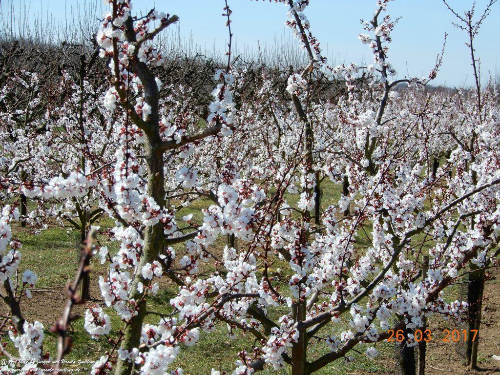 Frühlings- und Blüten-Start in Rheinhessen - Mainz Finthen