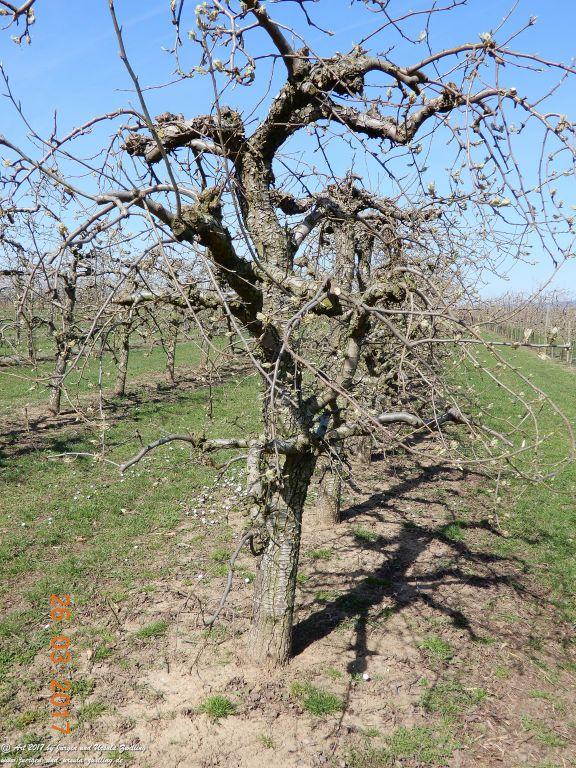 Frühlings- und Blüten-Start in Rheinhessen - Mainz Finthen