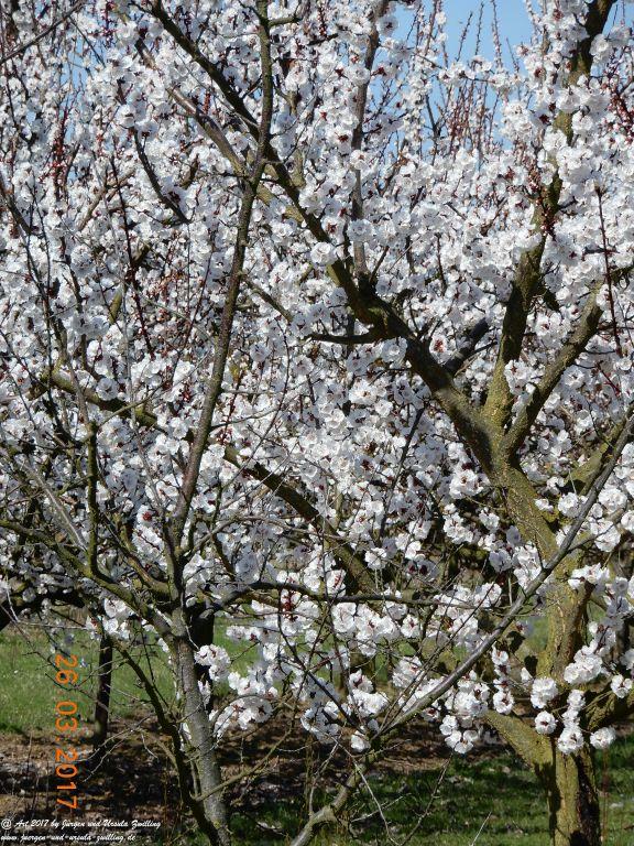 Frühlings- und Blüten-Start in Rheinhessen - Mainz Finthen