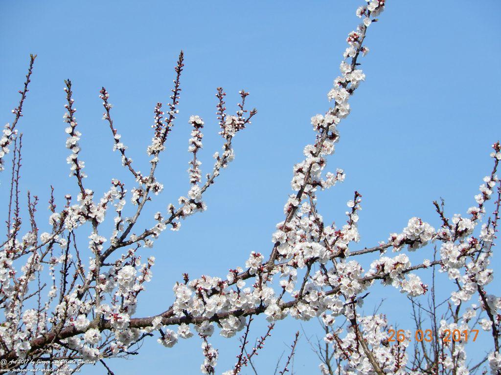 Frühlings- und Blüten-Start in Rheinhessen - Mainz Finthen