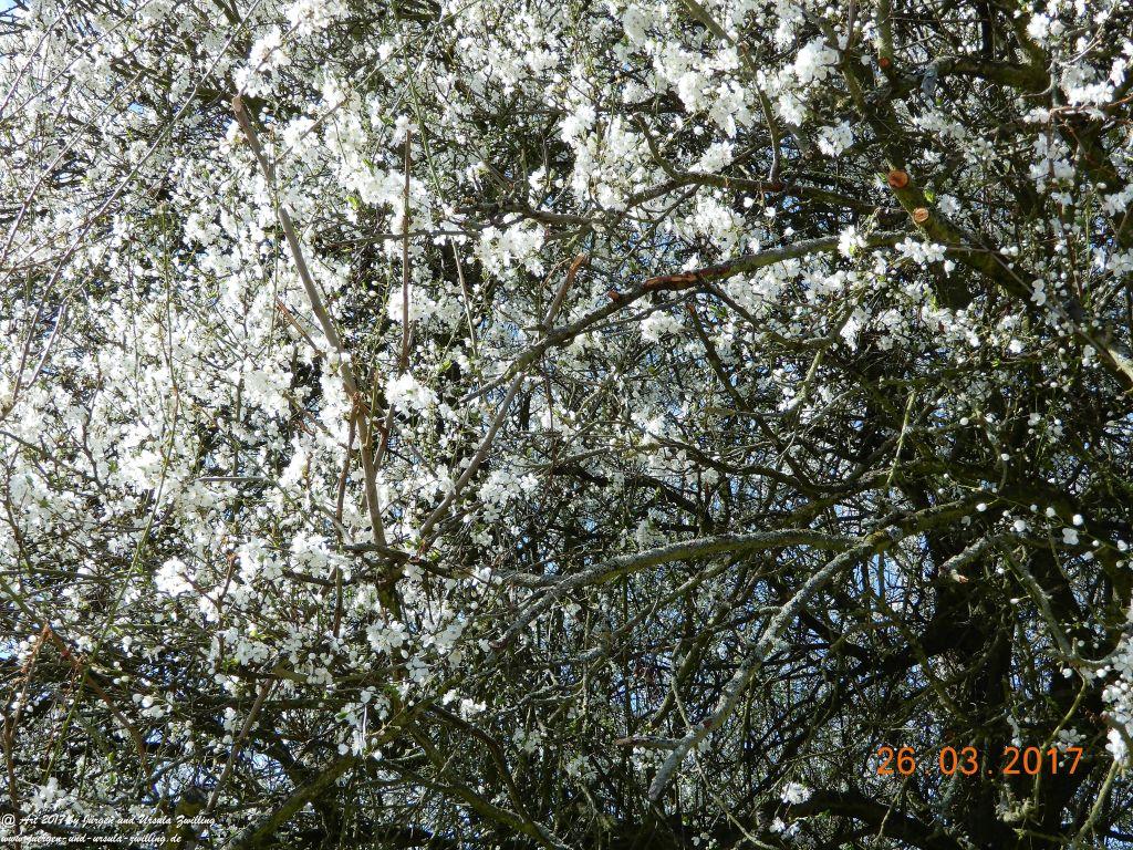 Frühlings- und Blüten-Start in Rheinhessen - Mainz Finthen