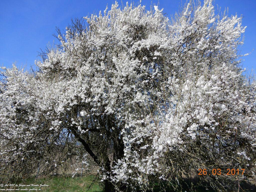 Frühlings- und Blüten-Start in Rheinhessen - Mainz Finthen