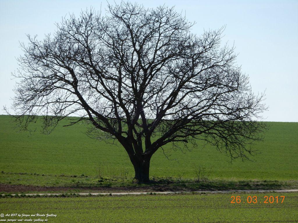 Frühlings- und Blüten-Start in Rheinhessen - Mainz Finthen