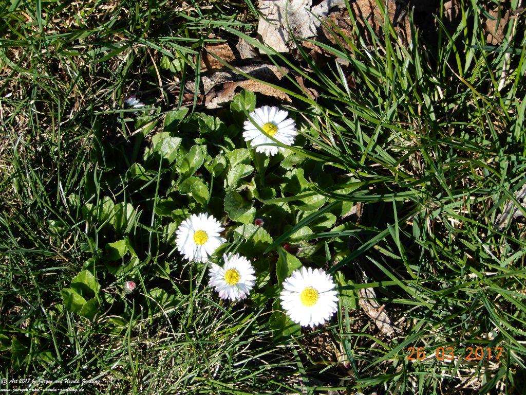 Frühlings- und Blüten-Start in Rheinhessen - Mainz Finthen