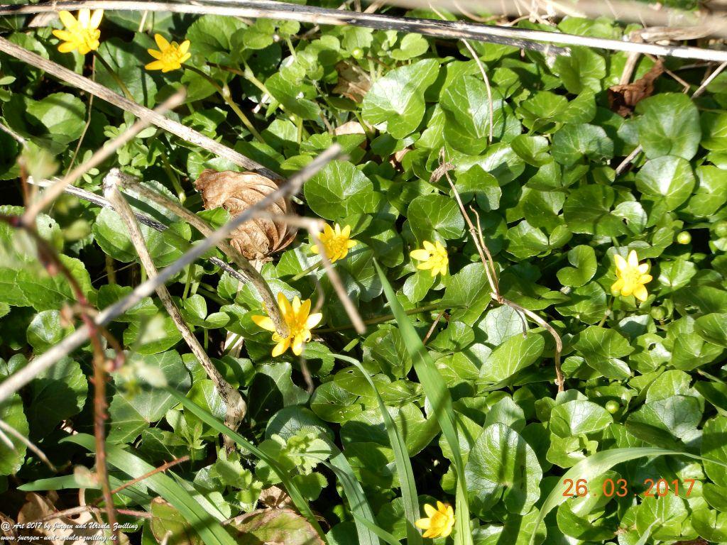 Frühlings- und Blüten-Start in Rheinhessen - Mainz Finthen