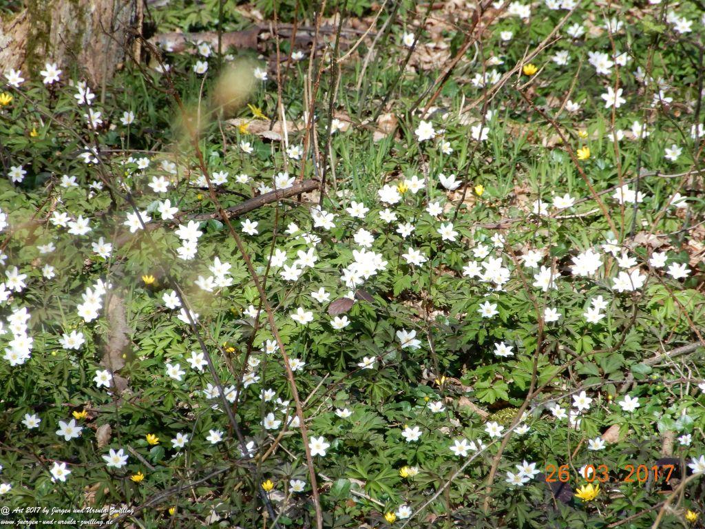 Frühlings- und Blüten-Start in Rheinhessen - Mainz Finthen