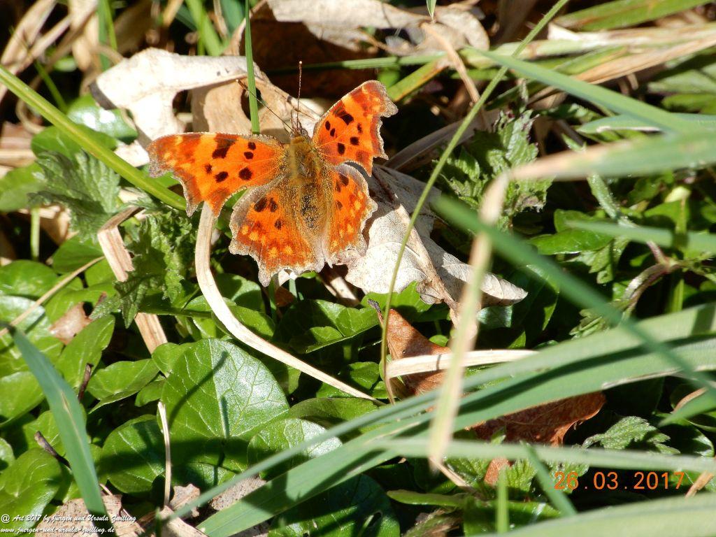 Frühlings- und Blüten-Start in Rheinhessen - Mainz Finthen
