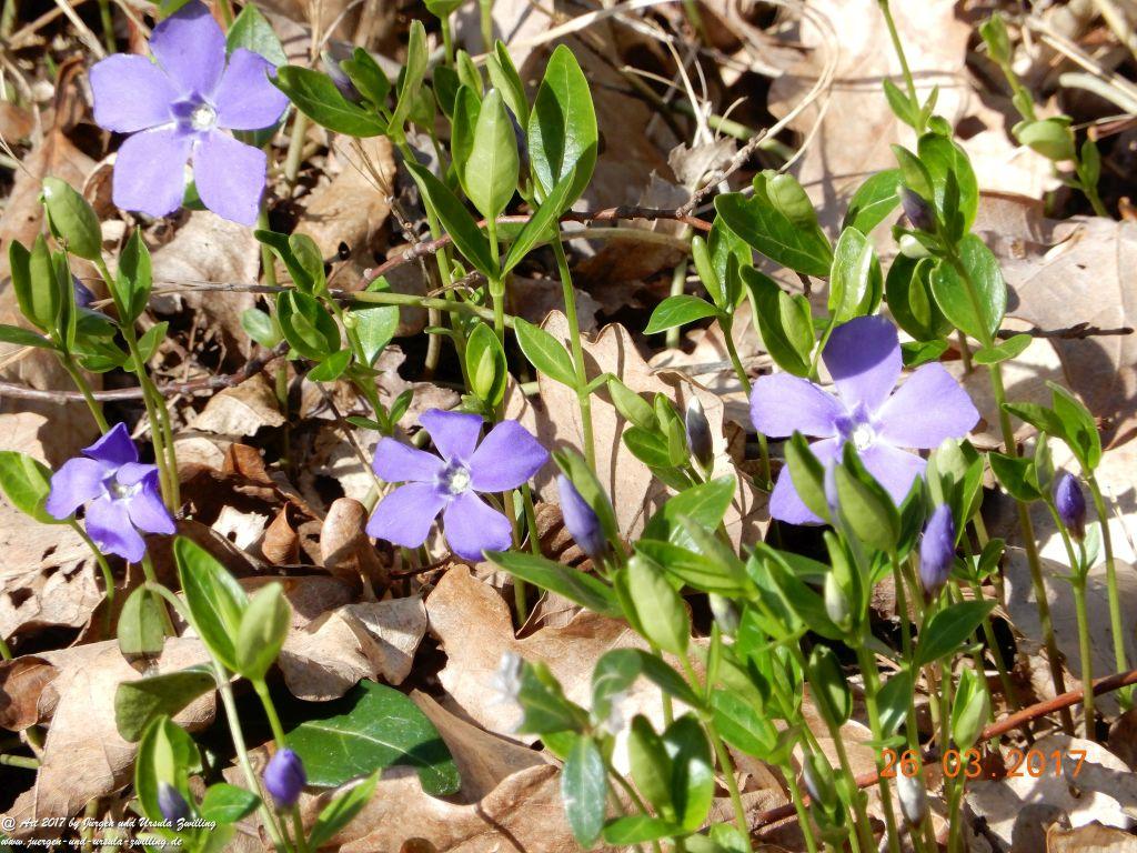 Frühlings- und Blüten-Start in Rheinhessen - Mainz Finthen