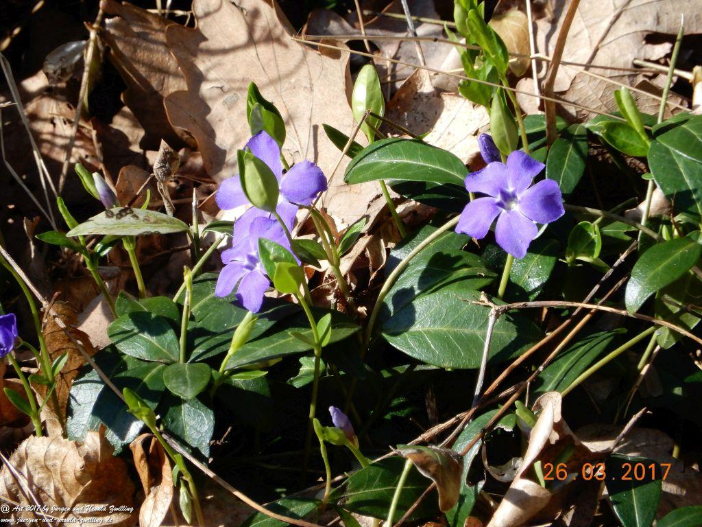 Frühlings- und Blüten-Start in Rheinhessen - Mainz Finthen
