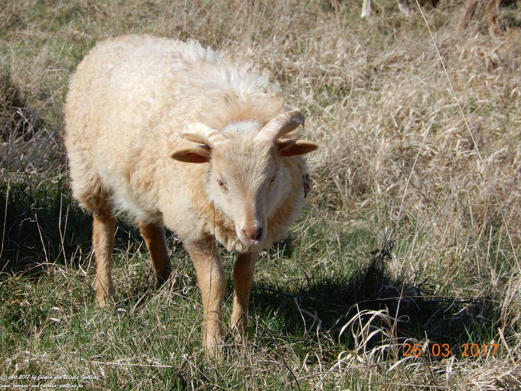Schäfchen - Schafe in Rheinhessen - Mainz Finthen
