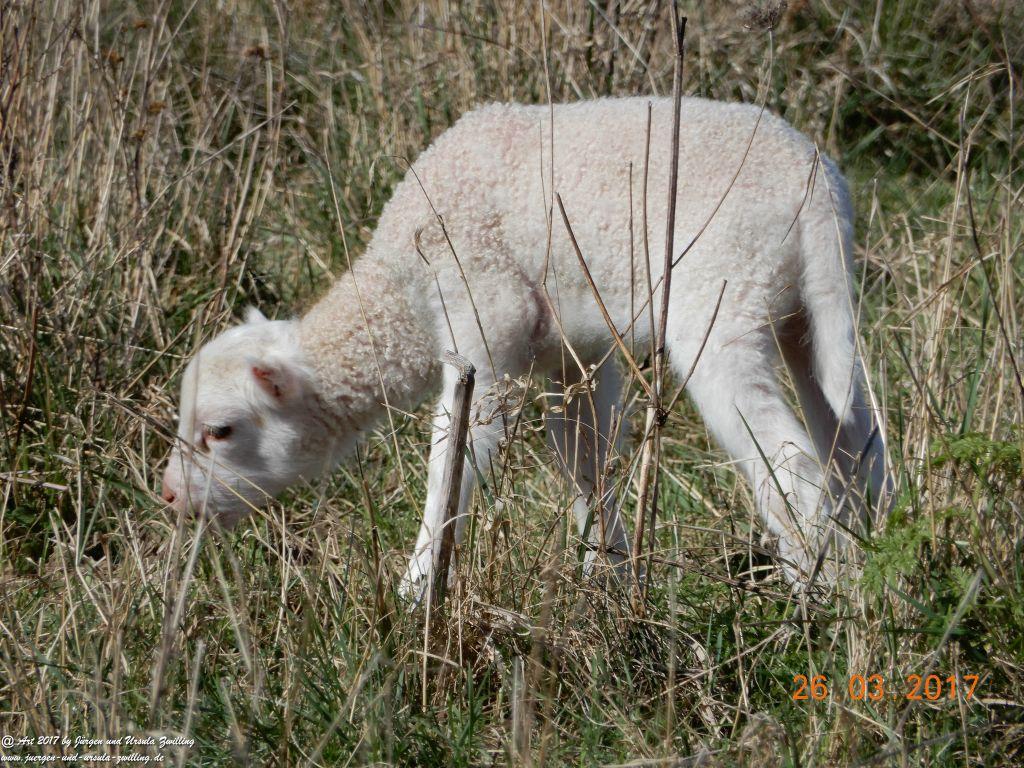 Schäfchen - Schafe in Rheinhessen - Mainz Finthen