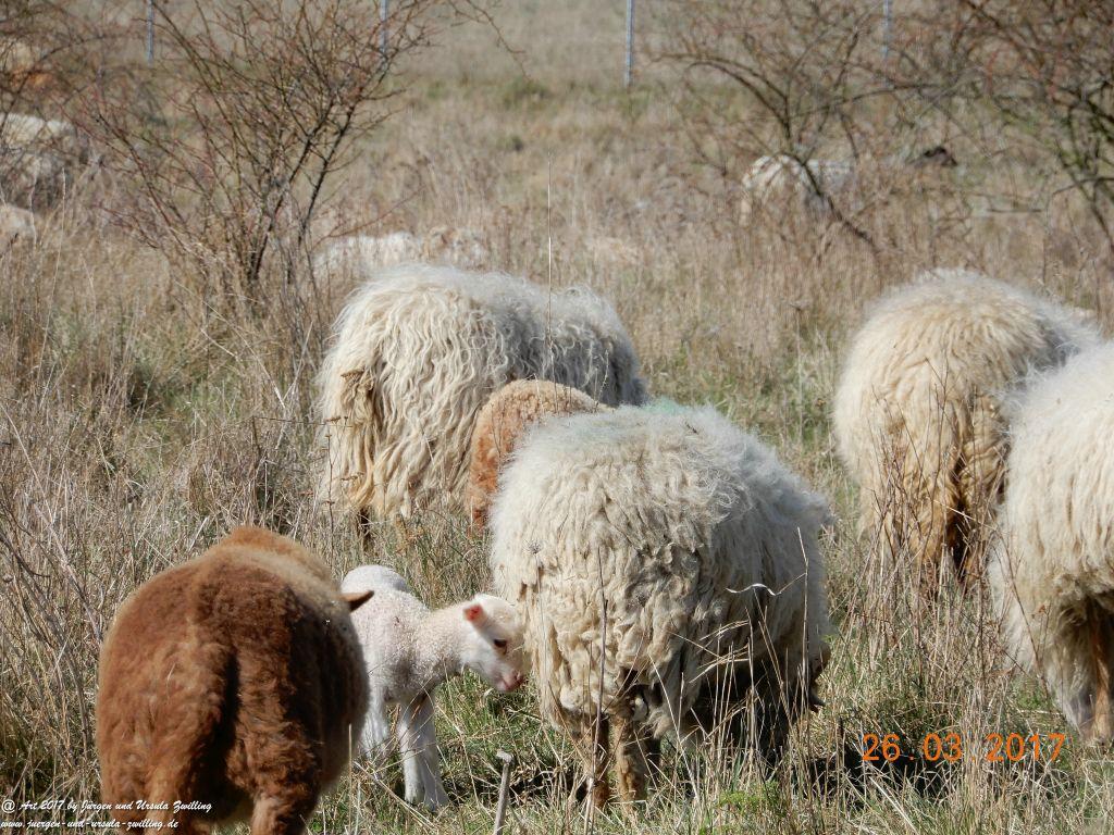 Schäfchen - Schafe in Rheinhessen - Mainz Finthen