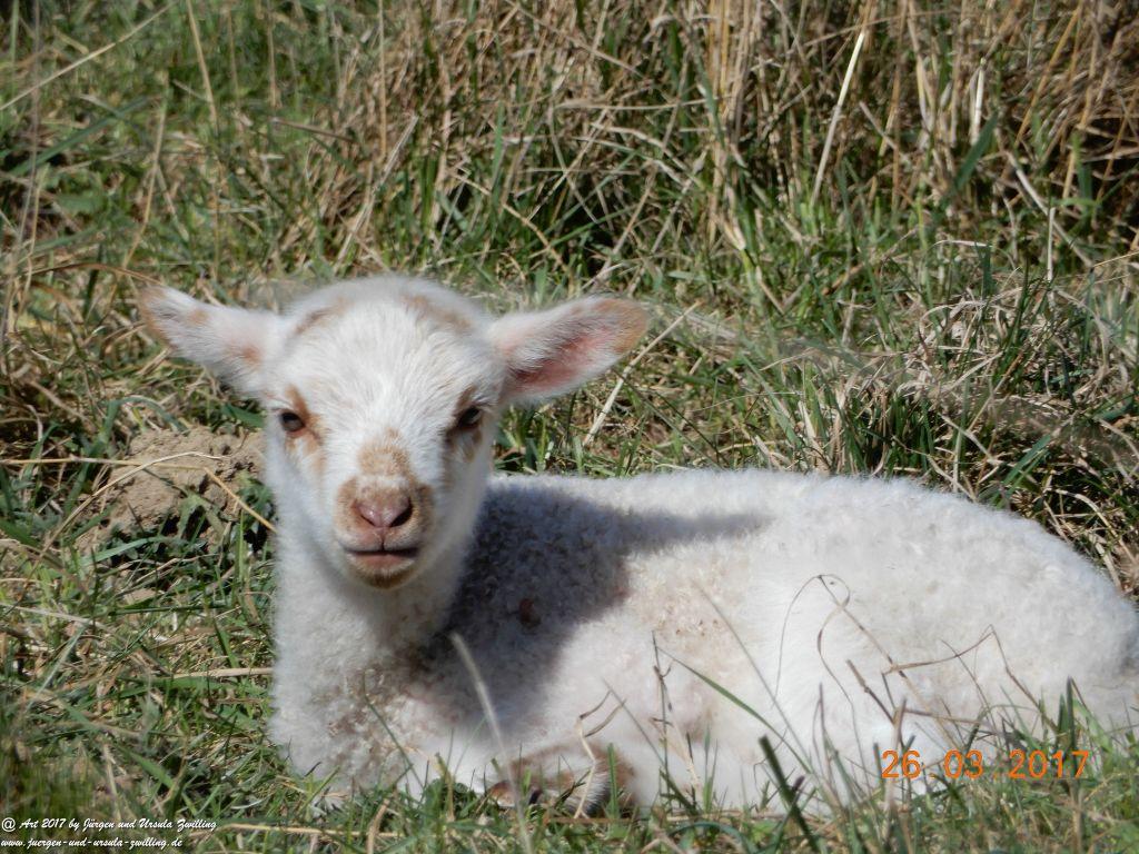 Schäfchen - Schafe in Rheinhessen - Mainz Finthen