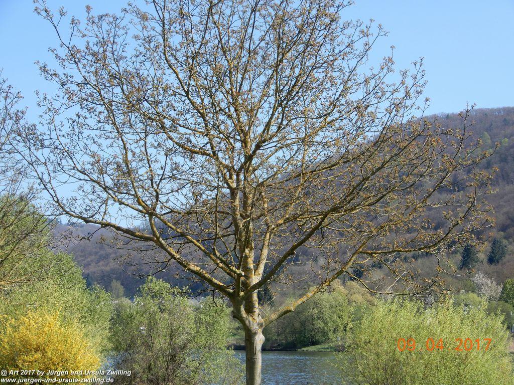 Hatzenport -Weinort an der  Mosel - Hunsrück