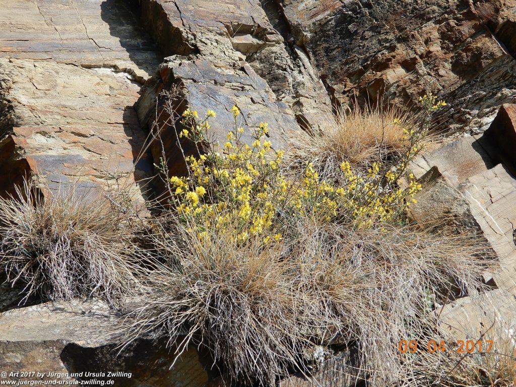 Philosophische Bildwanderung Hatzenporter Laysteig - Wiesen, Wein und weite Blicke - Mosel - Hunsrück