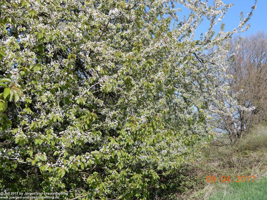 Philosophische Bildwanderung Hatzenporter Laysteig - Wiesen, Wein und weite Blicke - Mosel - Hunsrück