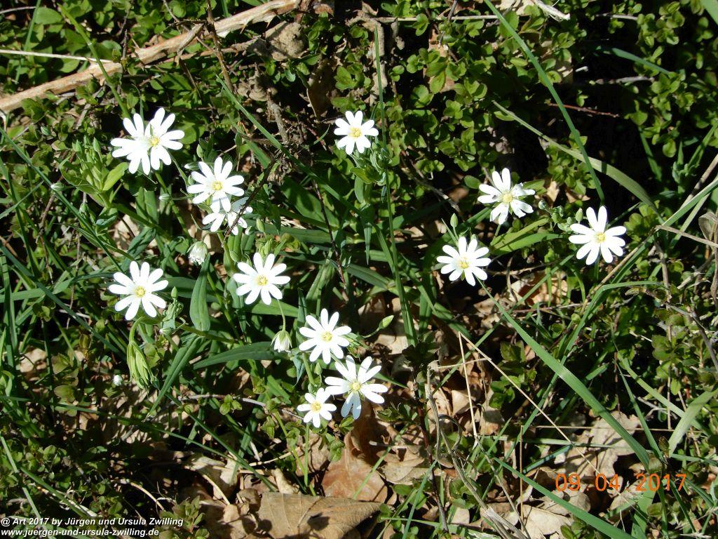 Philosophische Bildwanderung Hatzenporter Laysteig - Wiesen, Wein und weite Blicke - Mosel - Hunsrück