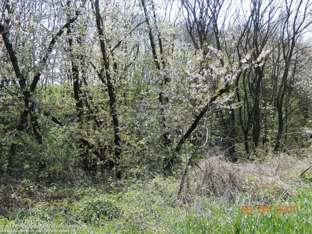 Philosophische Bildwanderung Hatzenporter Laysteig - Wiesen, Wein und weite Blicke - Mosel - Hunsrück