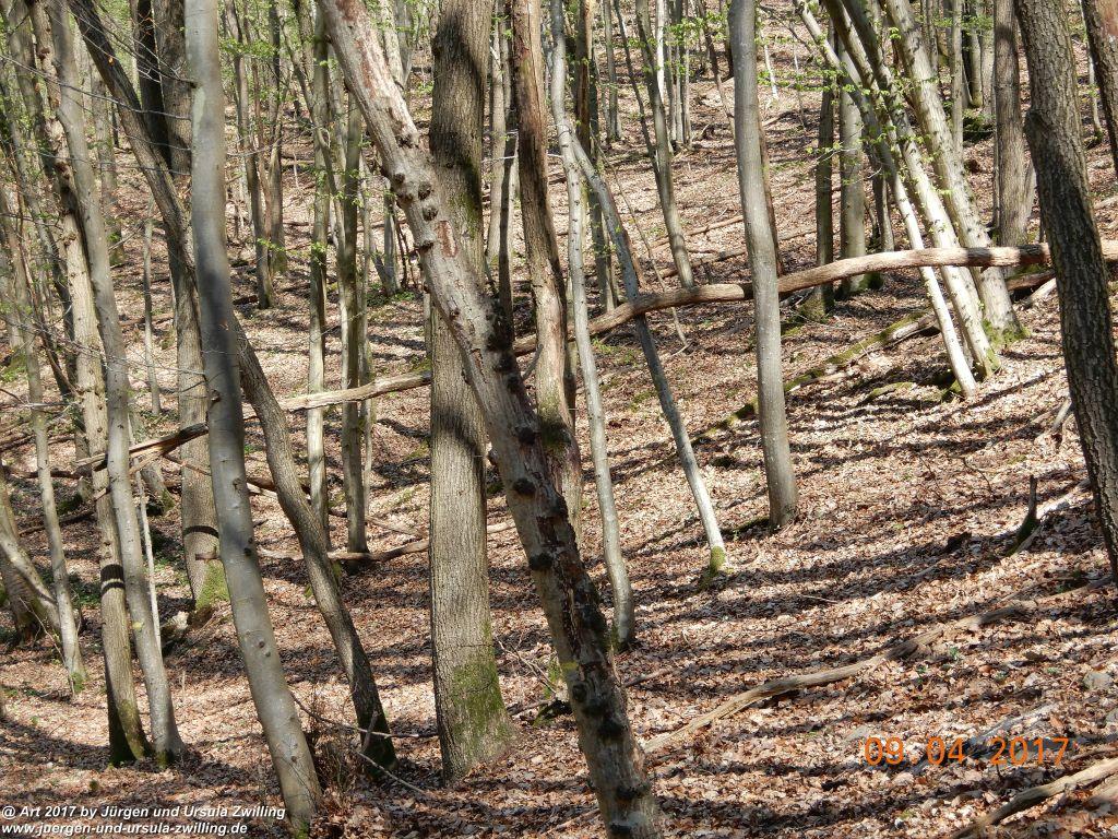 Philosophische Bildwanderung Hatzenporter Laysteig - Wiesen, Wein und weite Blicke - Mosel - Hunsrück