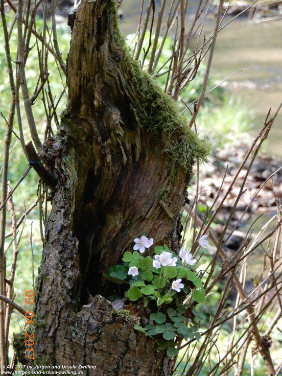 Philosophische Bildwanderung Hatzenporter Laysteig - Wiesen, Wein und weite Blicke - Mosel - Hunsrück