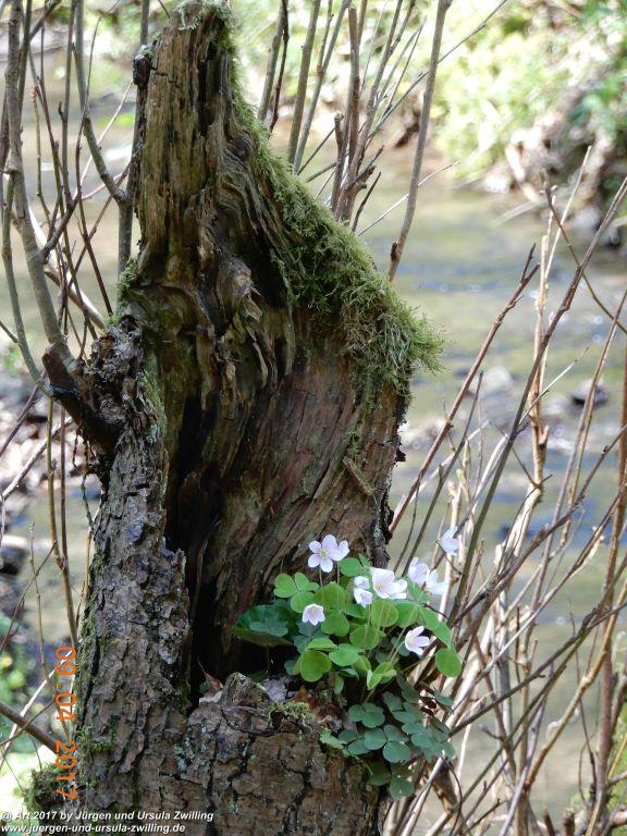 Philosophische Bildwanderung Hatzenporter Laysteig - Wiesen, Wein und weite Blicke - Mosel - Hunsrück