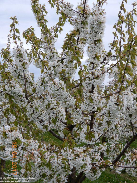 Blüten - Meer - Rheinhessen