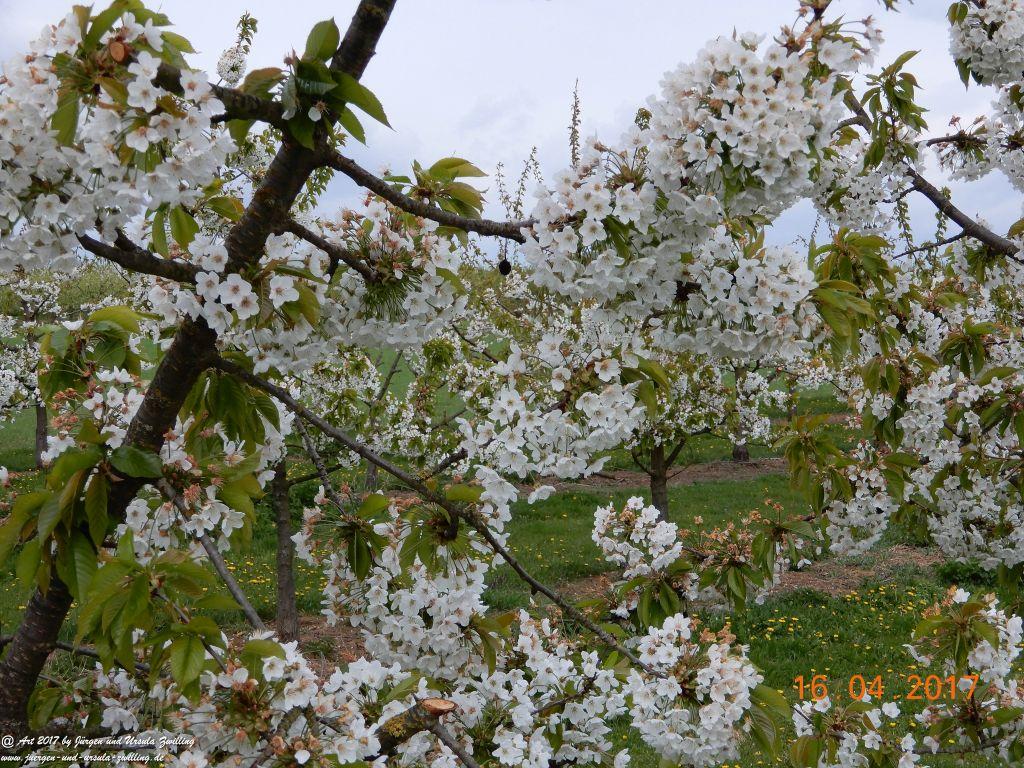 Blüten - Meer - Rheinhessen