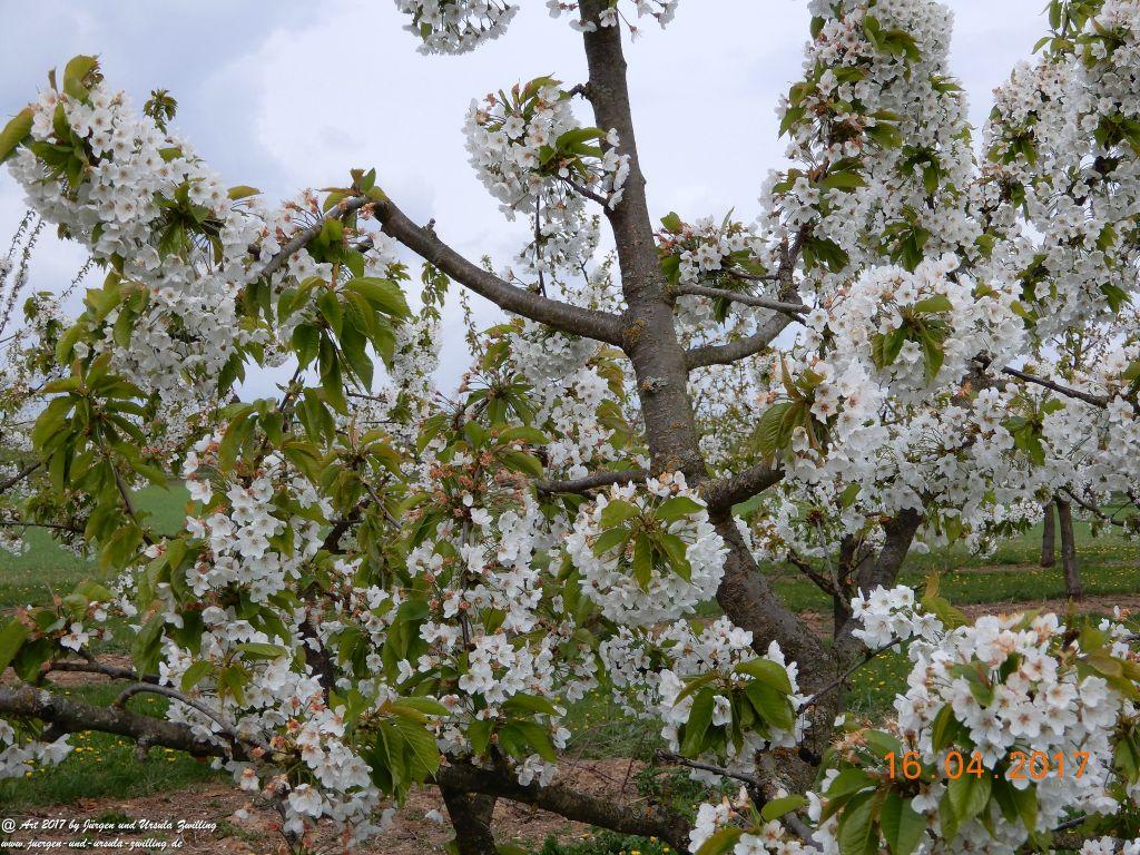 Blüten - Meer - Rheinhessen