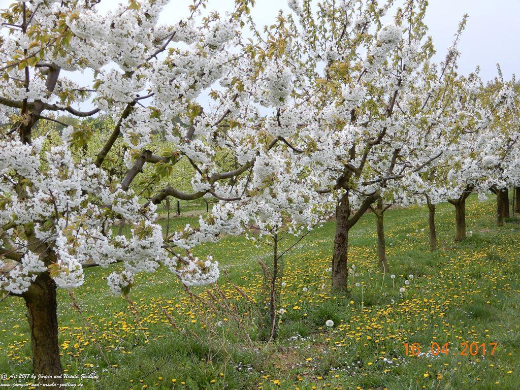  Blüten - Meer - Rheinhessen