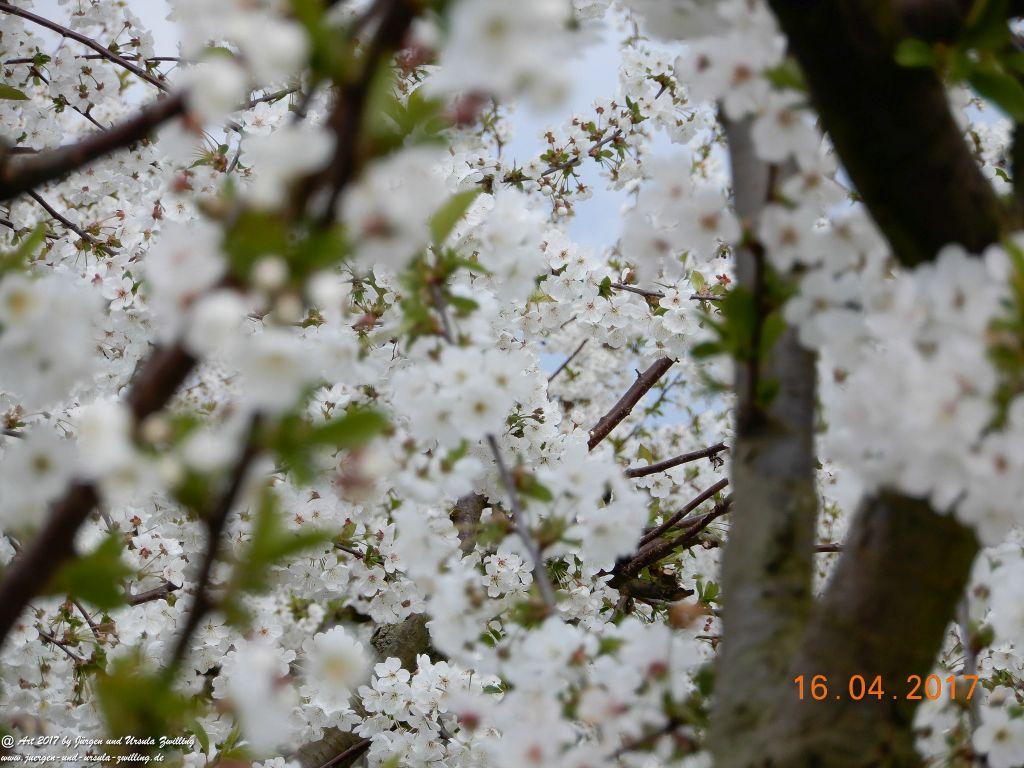 Blüten - Meer - Rheinhessen