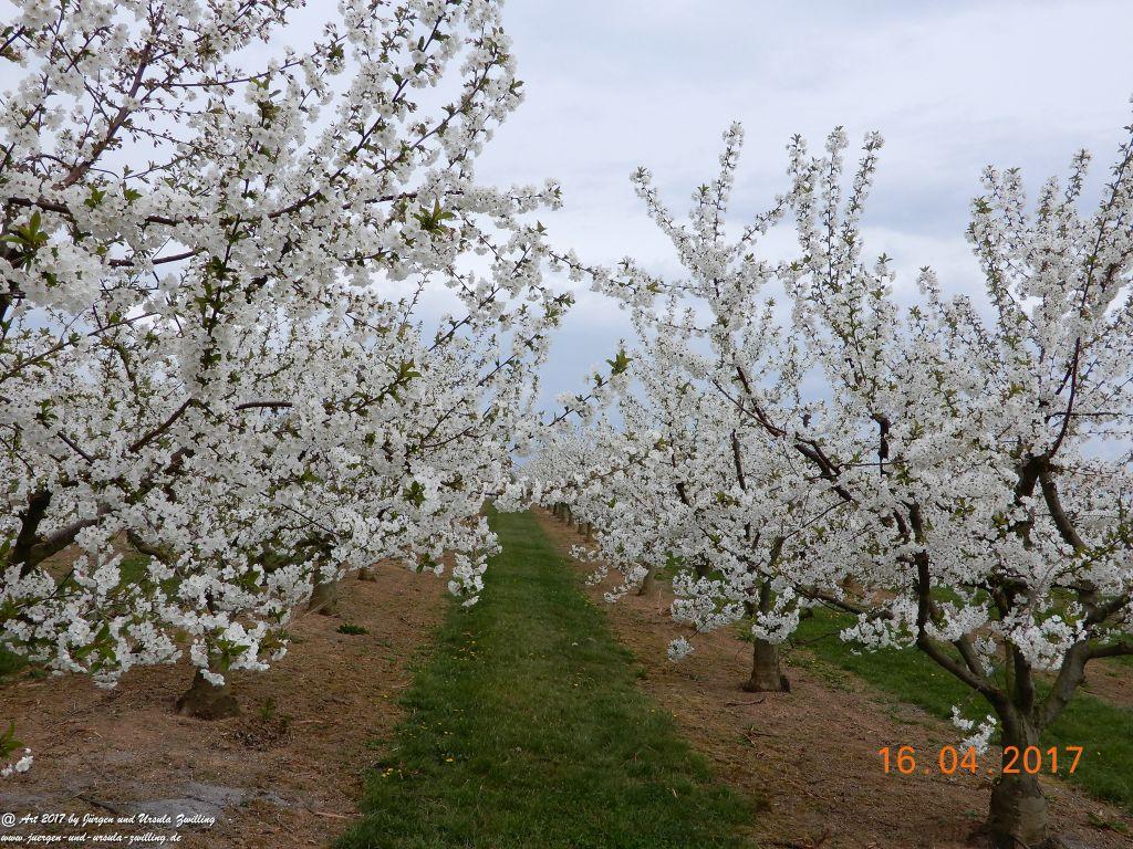 Blüten - Meer - Rheinhessen