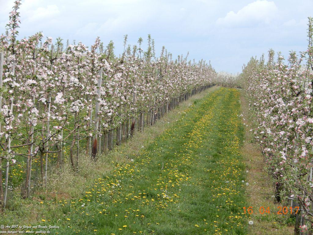 Blüten - Meer - Rheinhessen