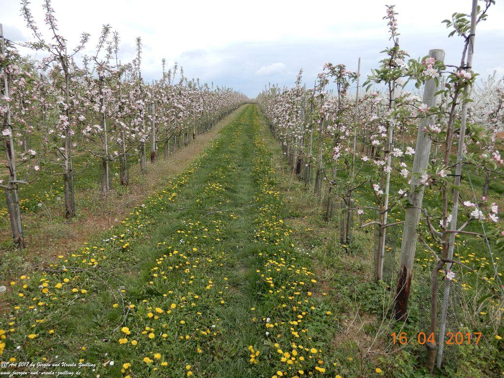 Blüten - Meer - Rheinhessen