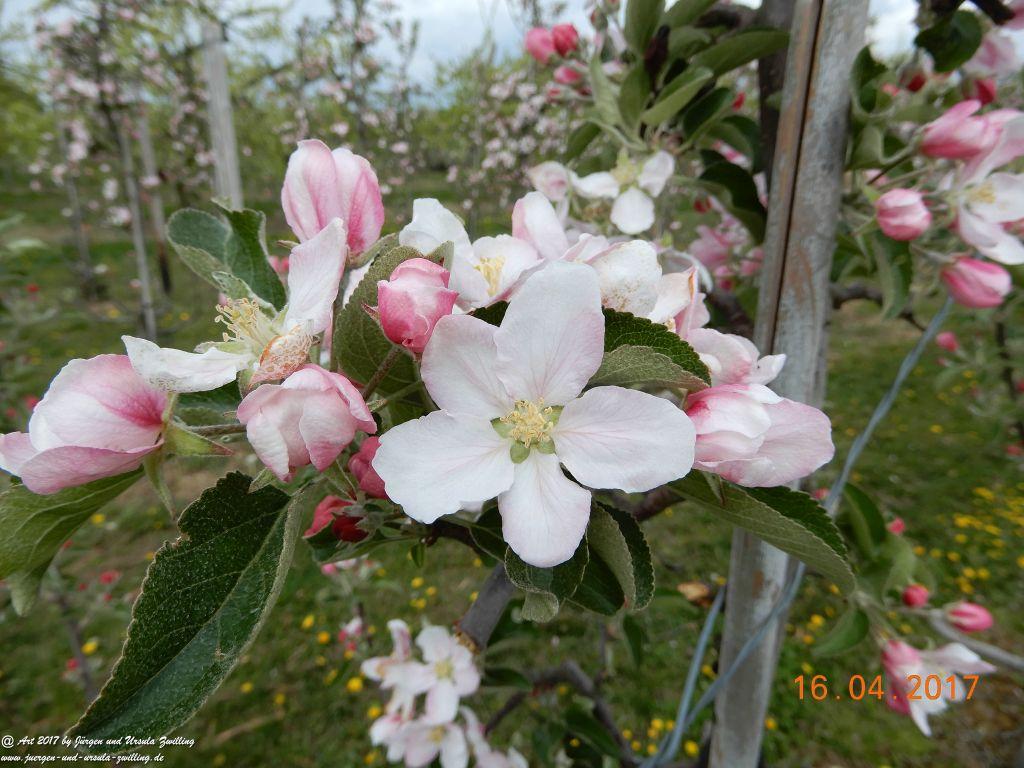 Blüten - Meer - Rheinhessen